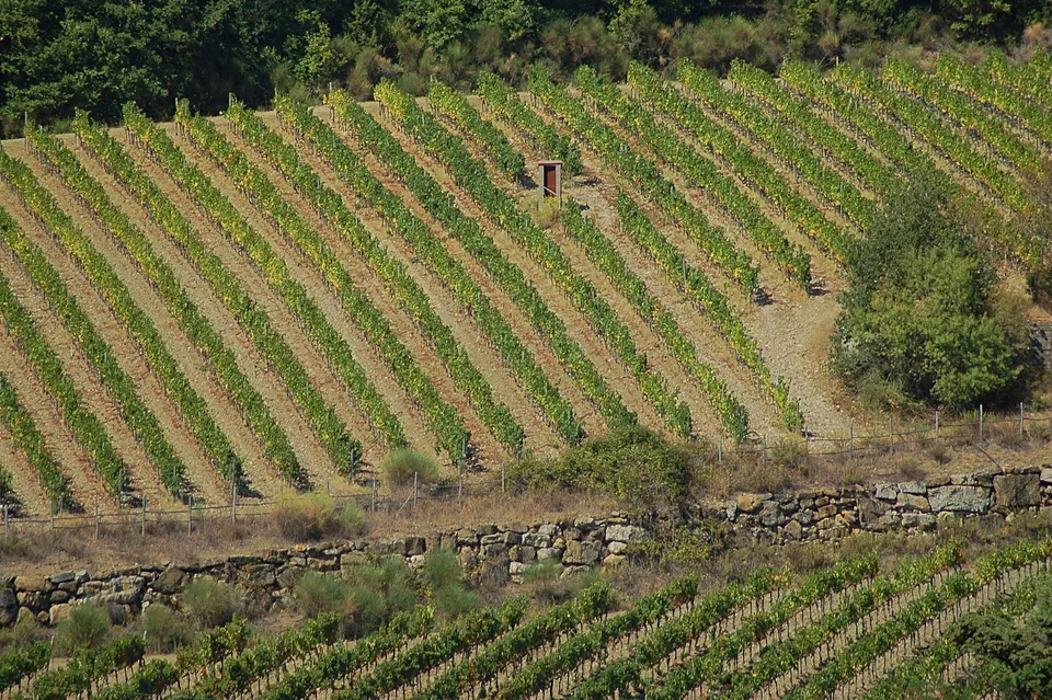 Chianti e Chianti Classico: come distinguerli e cosa cambia in etichetta